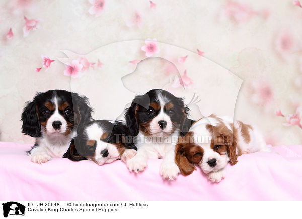 Cavalier King Charles Spaniel Puppies / JH-20648