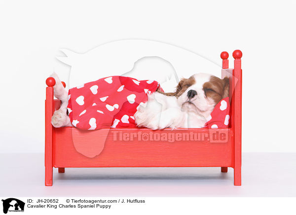 Cavalier King Charles Spaniel Puppy / JH-20652