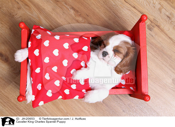 Cavalier King Charles Spaniel Puppy / JH-20653