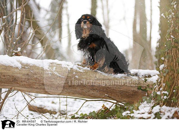 Cavalier King Charles Spaniel / Cavalier King Charles Spaniel / RR-64597