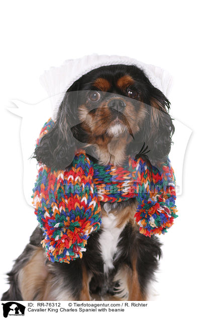 Cavalier King Charles Spaniel mit Mtze / Cavalier King Charles Spaniel with beanie / RR-76312