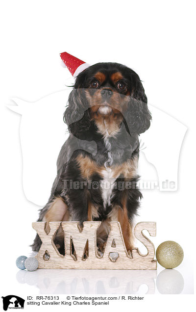 sitzender Cavalier King Charles Spaniel / sitting Cavalier King Charles Spaniel / RR-76313