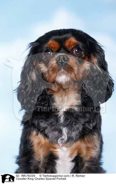 Cavalier King Charles Spaniel Portrait / RR-76339