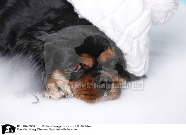 Cavalier King Charles Spaniel mit Mtze / Cavalier King Charles Spaniel with beanie / RR-76348