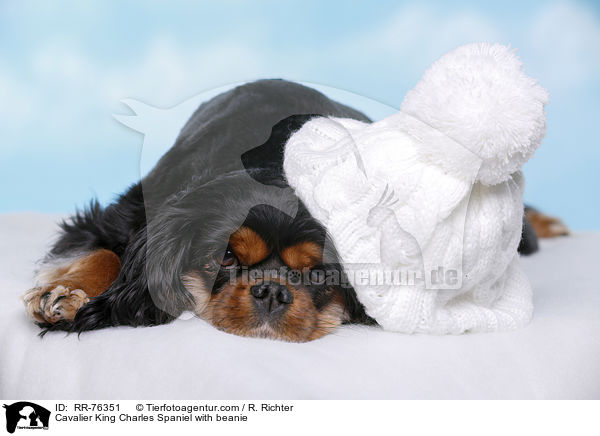 Cavalier King Charles Spaniel with beanie / RR-76351