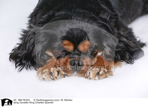 lying Cavalier King Charles Spaniel / RR-76354