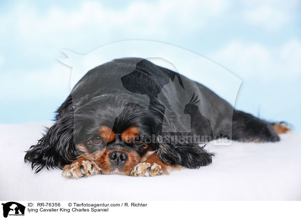 lying Cavalier King Charles Spaniel / RR-76356