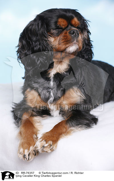 lying Cavalier King Charles Spaniel / RR-76357