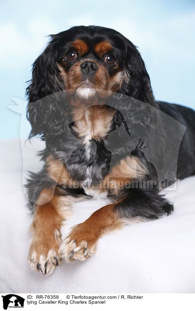lying Cavalier King Charles Spaniel / RR-76358