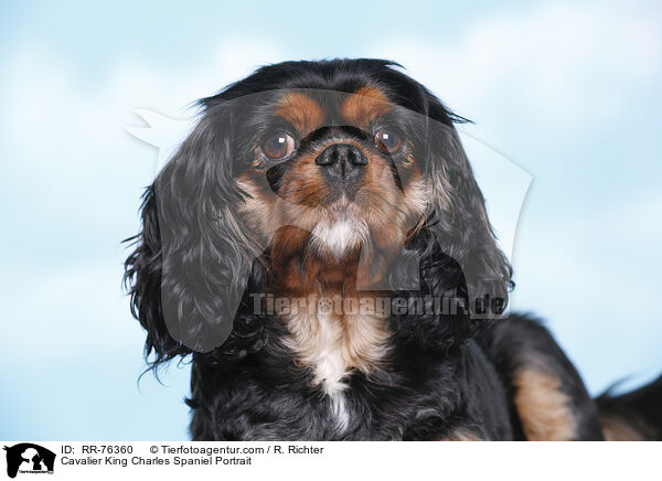 Cavalier King Charles Spaniel Portrait / RR-76360