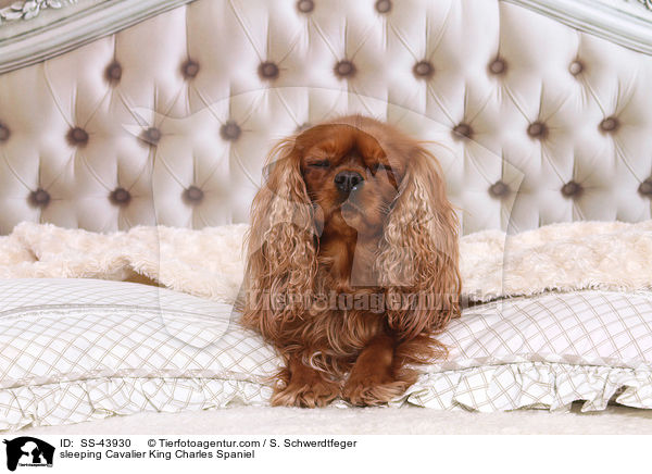 sleeping Cavalier King Charles Spaniel / SS-43930