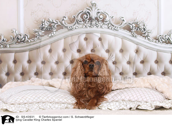 lying Cavalier King Charles Spaniel / SS-43931