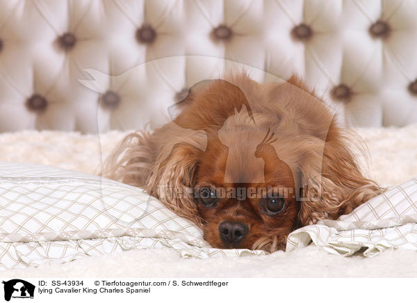 lying Cavalier King Charles Spaniel / SS-43934
