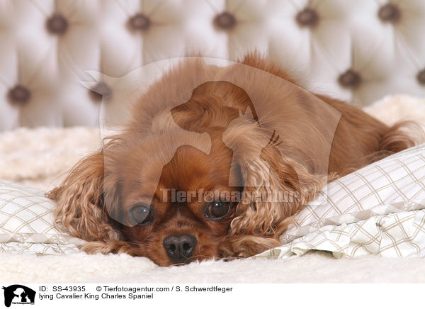 lying Cavalier King Charles Spaniel / SS-43935