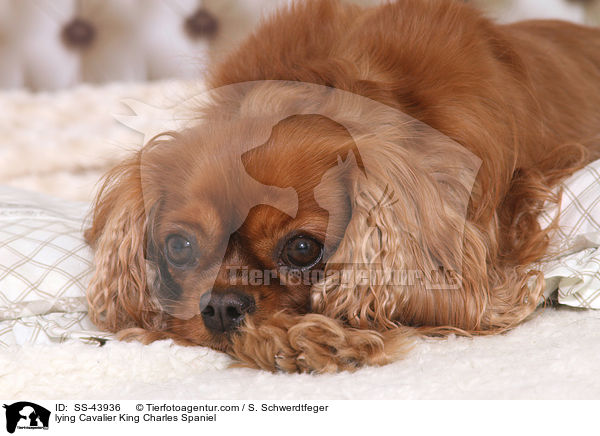 lying Cavalier King Charles Spaniel / SS-43936