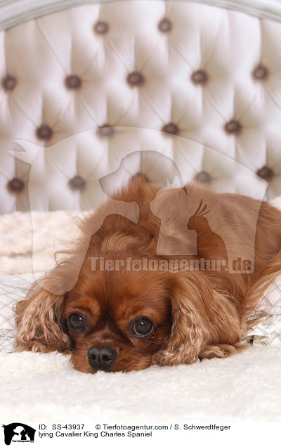lying Cavalier King Charles Spaniel / SS-43937