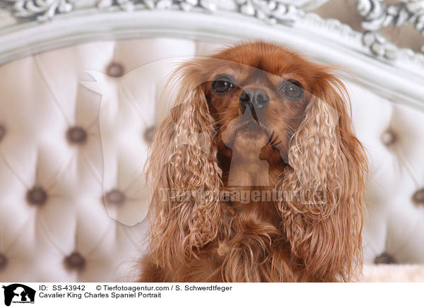 Cavalier King Charles Spaniel Portrait / SS-43942