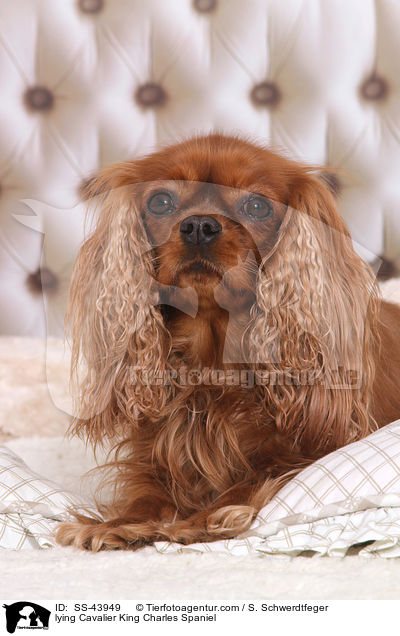 lying Cavalier King Charles Spaniel / SS-43949