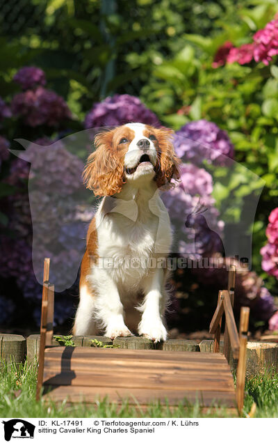 sitting Cavalier King Charles Spaniel / KL-17491