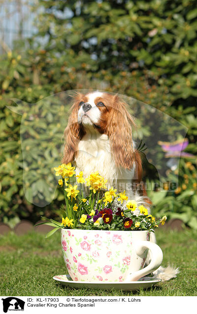 Cavalier King Charles Spaniel / Cavalier King Charles Spaniel / KL-17903