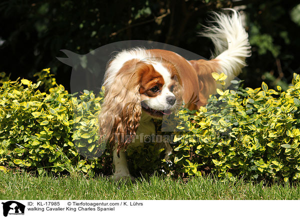 laufender Cavalier King Charles Spaniel / walking Cavalier King Charles Spaniel / KL-17985