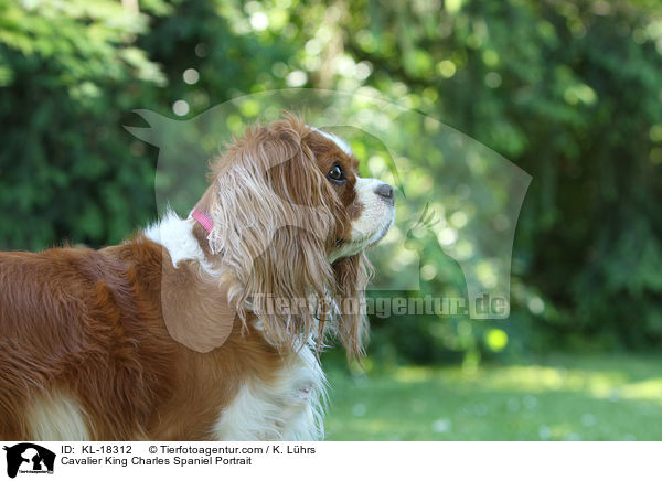 Cavalier King Charles Spaniel Portrait / KL-18312