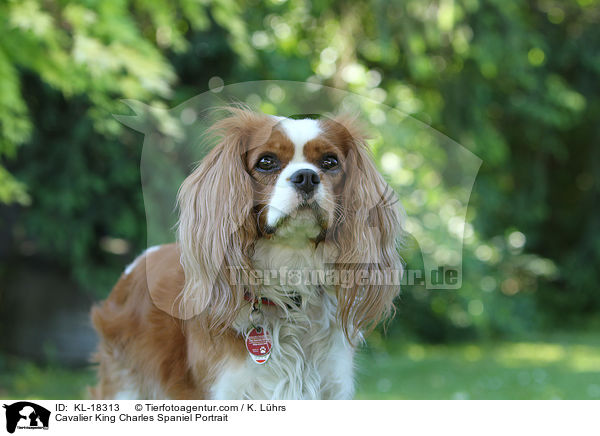 Cavalier King Charles Spaniel Portrait / KL-18313
