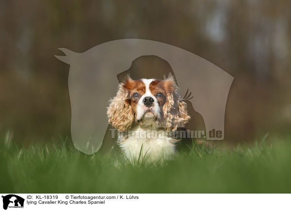lying Cavalier King Charles Spaniel / KL-18319