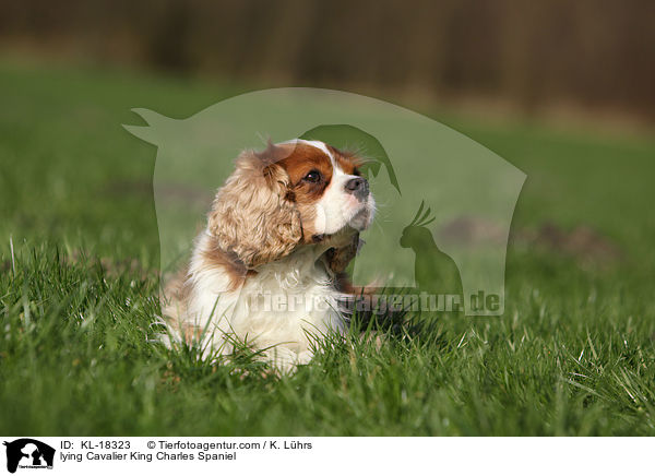 lying Cavalier King Charles Spaniel / KL-18323