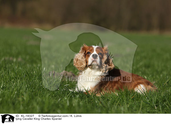 lying Cavalier King Charles Spaniel / KL-18327