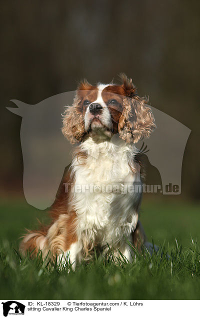 sitting Cavalier King Charles Spaniel / KL-18329
