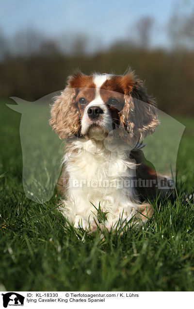 lying Cavalier King Charles Spaniel / KL-18330