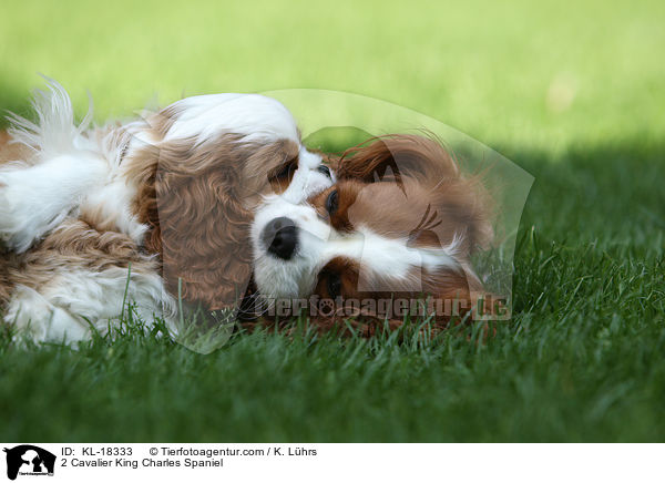2 Cavalier King Charles Spaniel / KL-18333