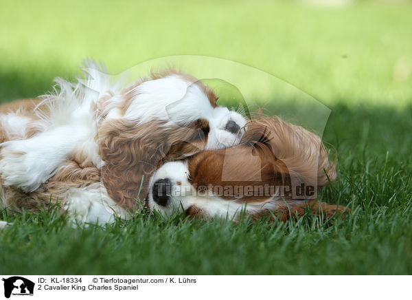 2 Cavalier King Charles Spaniel / KL-18334