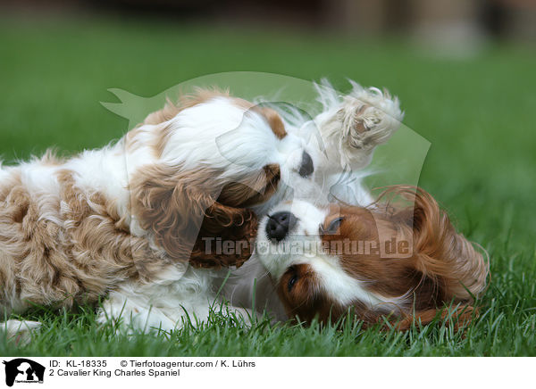 2 Cavalier King Charles Spaniel / KL-18335