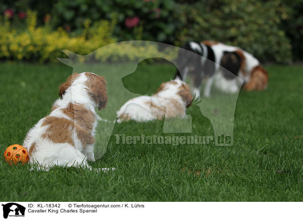 Cavalier King Charles Spaniel / KL-18342