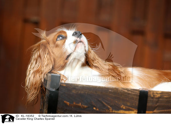 Cavalier King Charles Spaniel / Cavalier King Charles Spaniel / KL-18352