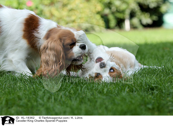Cavalier King Charles Spaniel Puppies / KL-18362