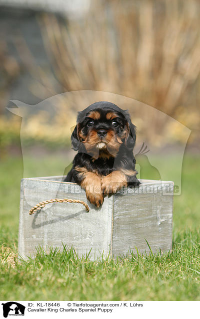 Cavalier King Charles Spaniel Welpe / Cavalier King Charles Spaniel Puppy / KL-18446