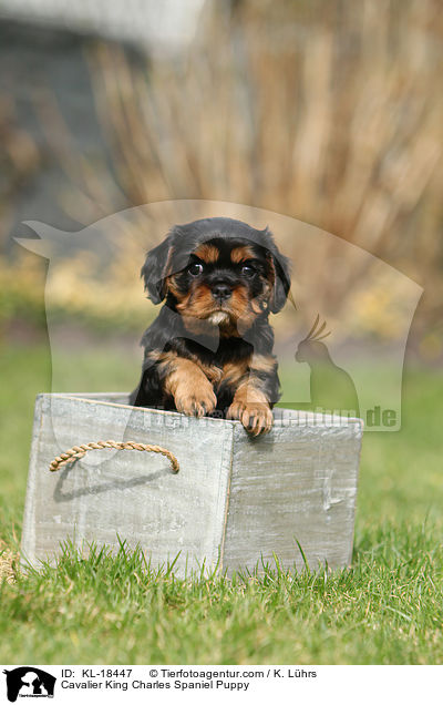 Cavalier King Charles Spaniel Puppy / KL-18447