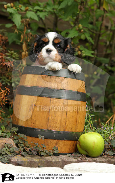 Cavalier King Charles Spaniel in wine barrel / KL-18714