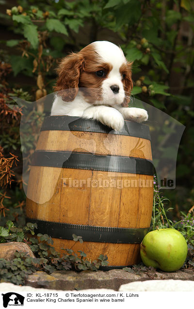 Cavalier King Charles Spaniel in wine barrel / KL-18715