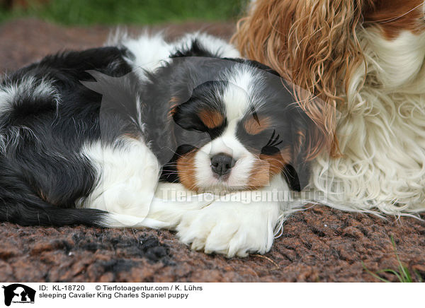 sleeping Cavalier King Charles Spaniel puppy / KL-18720