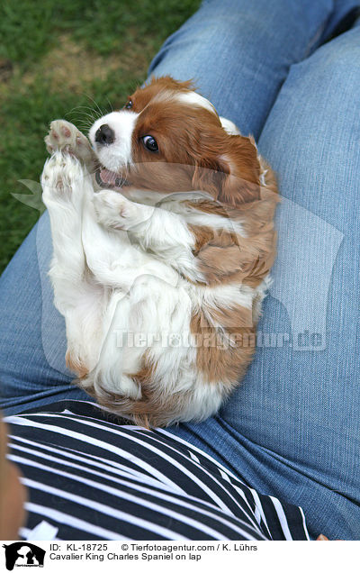 Cavalier King Charles Spaniel on lap / KL-18725