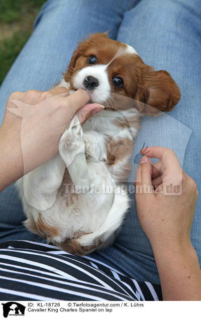 Cavalier King Charles Spaniel on lap / KL-18726