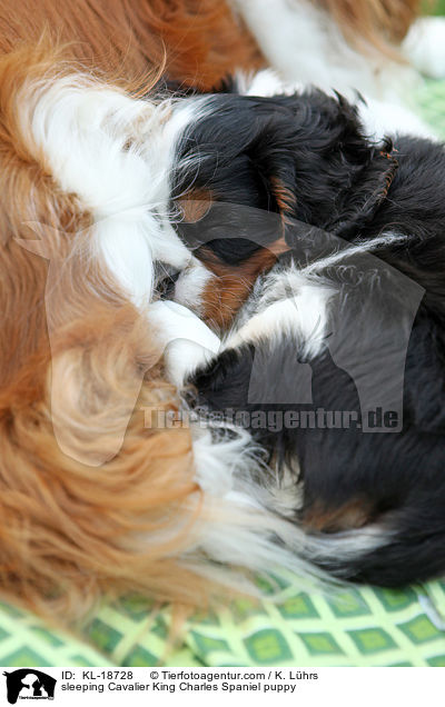 sleeping Cavalier King Charles Spaniel puppy / KL-18728