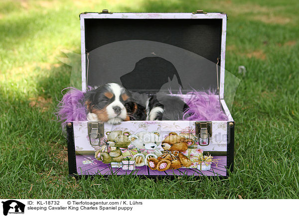 schlafender Cavalier King Charles Spaniel Welpe / sleeping Cavalier King Charles Spaniel puppy / KL-18732