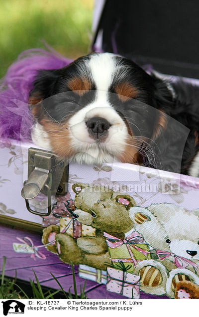 sleeping Cavalier King Charles Spaniel puppy / KL-18737