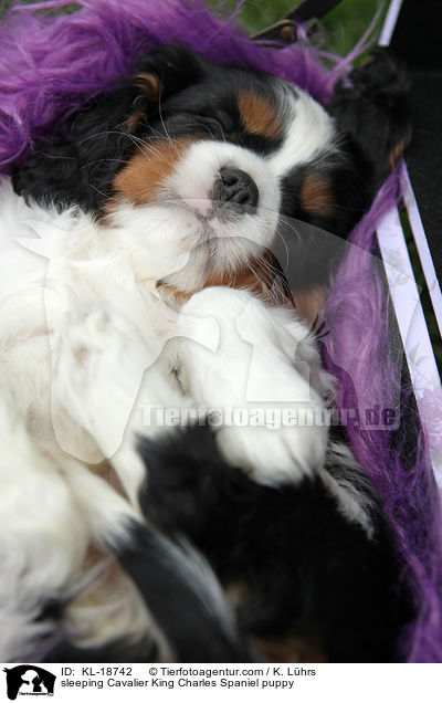 schlafender Cavalier King Charles Spaniel Welpe / sleeping Cavalier King Charles Spaniel puppy / KL-18742