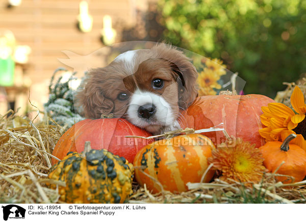 Cavalier King Charles Spaniel Puppy / KL-18954